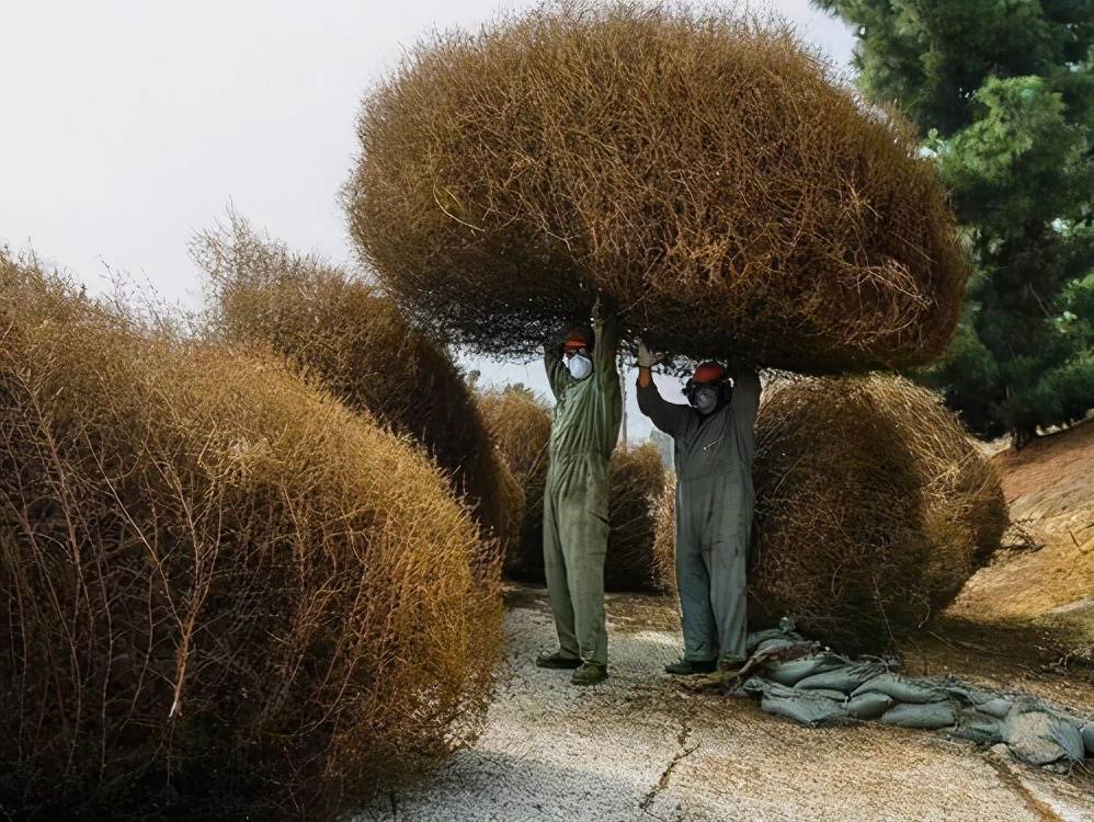 此时一阵旋风吹来,两人之间一棵风滚草随风而来翻滚而去