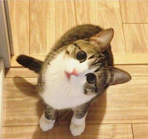 猫咪狸花猫对人表示“好感”有这些行为，宠主别不明白