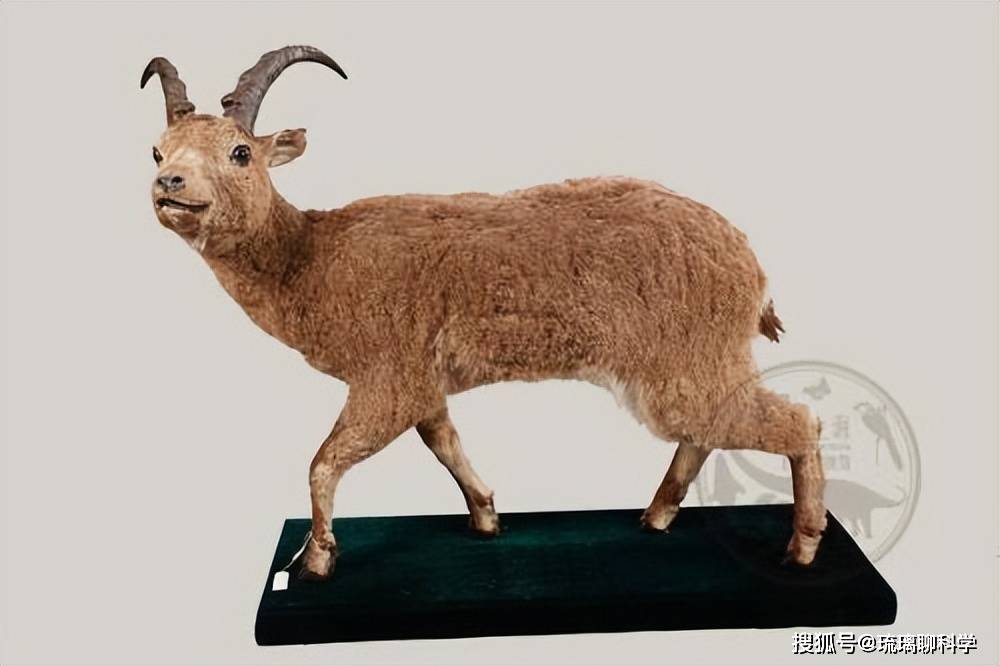 新疆北山羊在悬崖峭壁上觅食羊角弯曲180会刺穿自己吗