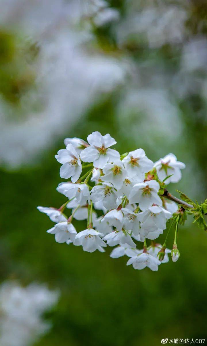 五龙潭|粉了粉了！济南春日限定樱花美景来啦~