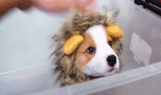 都跟柯基:不要被我们可爱的外表所欺骗,没事也看看我们的内在