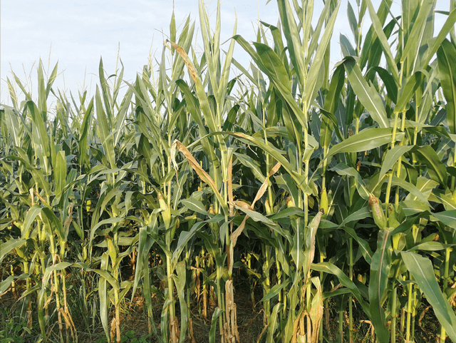 斤数|玉米种植密度如何确定？一亩多少斤？多少粒数？3个技巧轻松解决