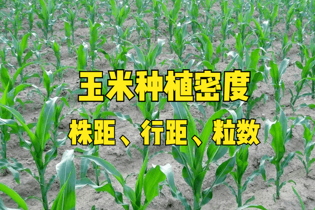 斤数|玉米种植密度如何确定？一亩多少斤？多少粒数？3个技巧轻松解决