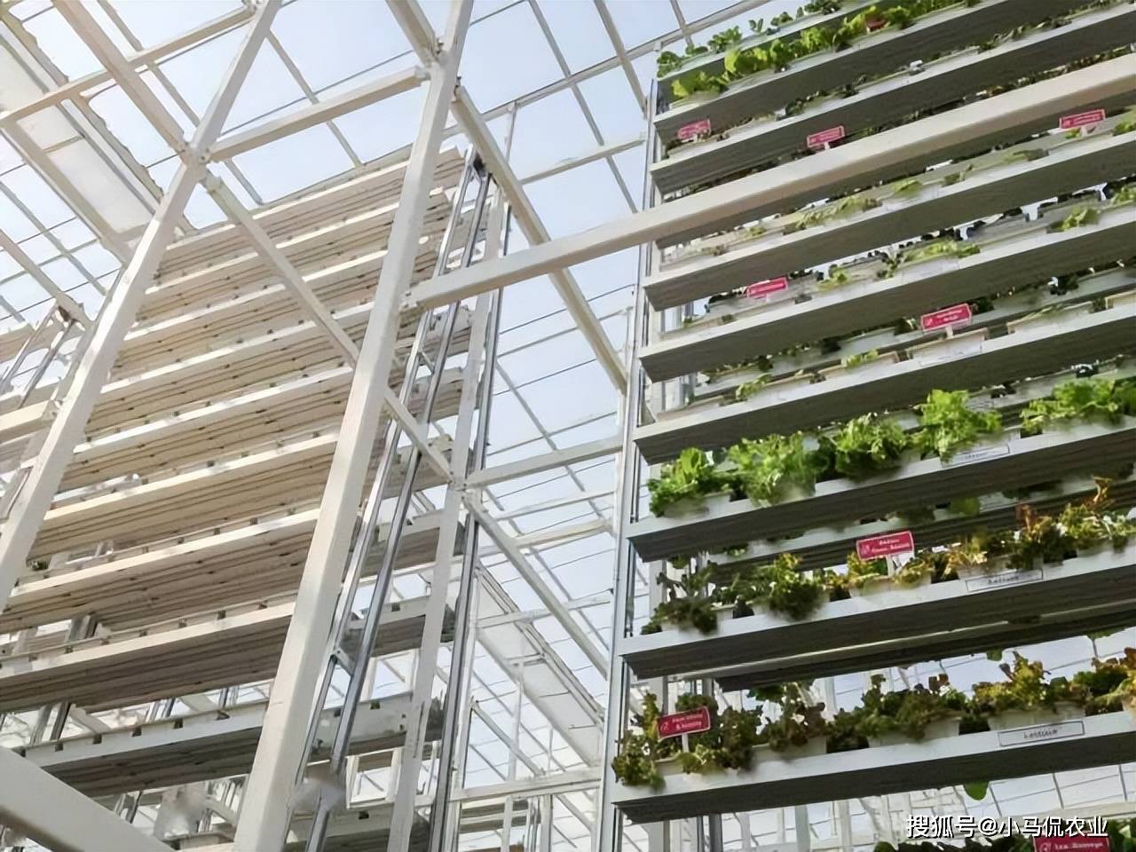 原创新加坡城市农场5平米一年种出38000棵蔬菜独特立体栽培想建吗