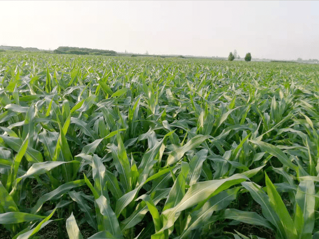 斤数|玉米种植密度如何确定？一亩多少斤？多少粒数？3个技巧轻松解决