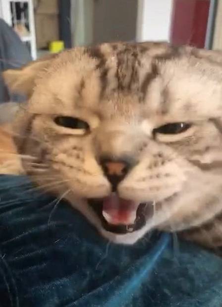 猫咪肥猫趴在女主人身上睡着了，被强行叫醒后，它的反应哭笑不得！