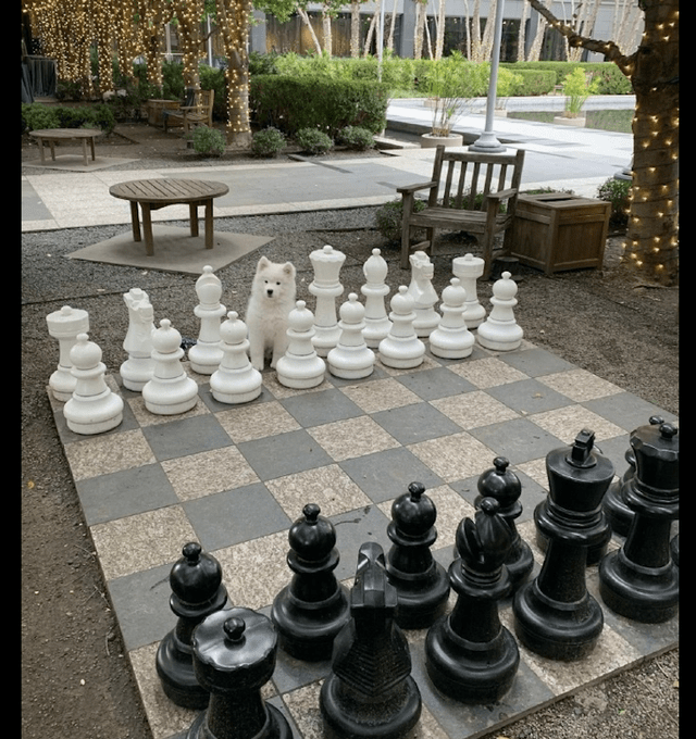 萨摩耶跑到巨型国际象棋里假装是个棋子一本正经的表情太好笑