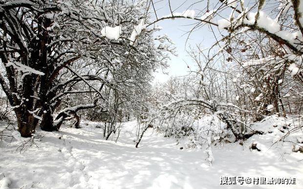 唐朝詩人東方虯的這首《春雪》,不僅寫出了新意,同時第一句都猶如一幅