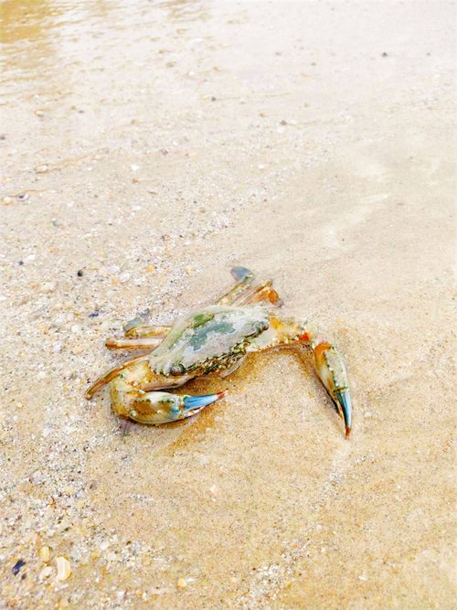 刘家湾赶海园退潮图片