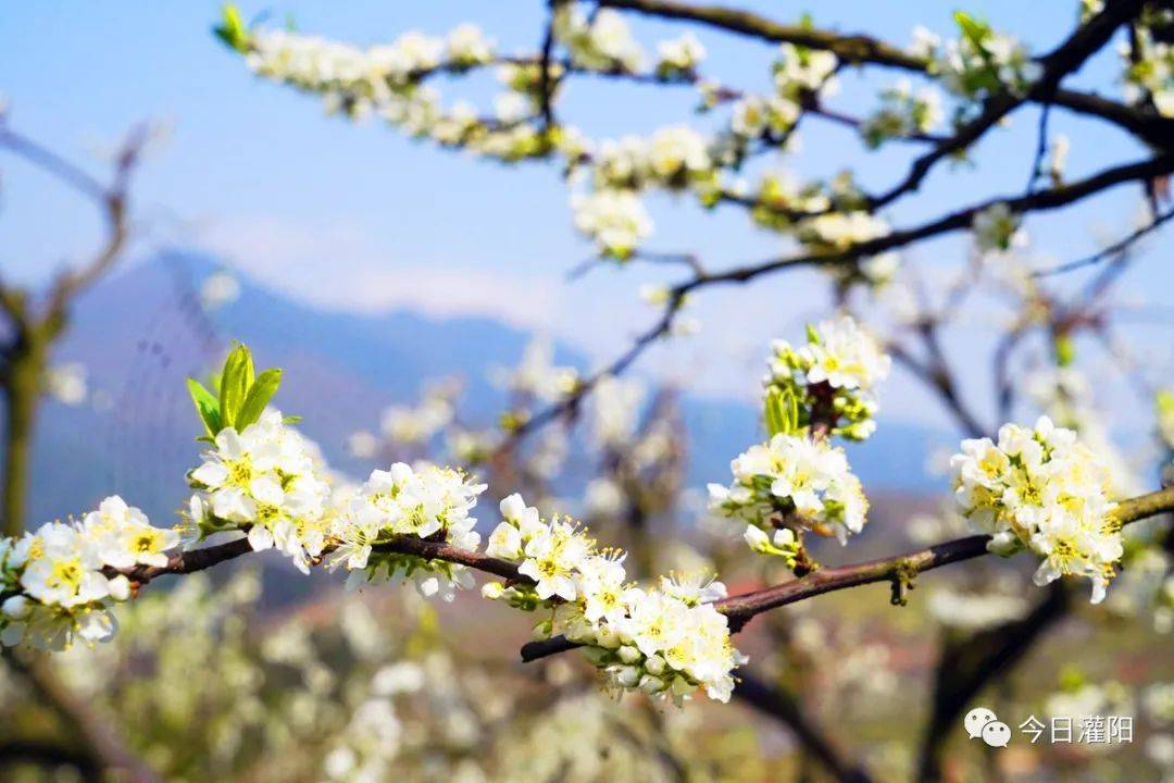 灌阳米竹山梨花图片