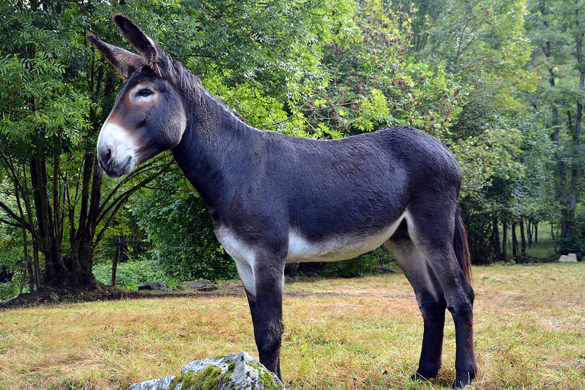 原创民间故事卖油郎半夜醒来听到家中猪驴密谋子孙因此十世受穷