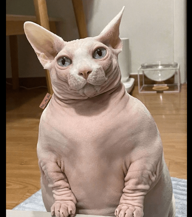 从猫咪的背影来看还以为是一头小型的河马这实在是太胖了吧