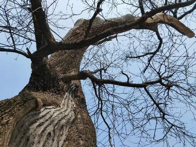 故乡的老槐树