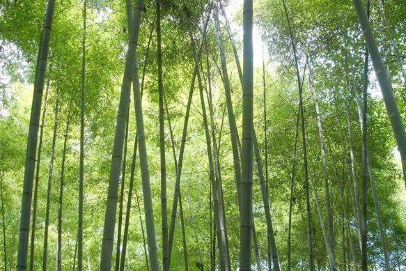 重慶有一座山,海拔可達1063米,景色優美,當地人稱鳴鳳山_寶鼎_景點