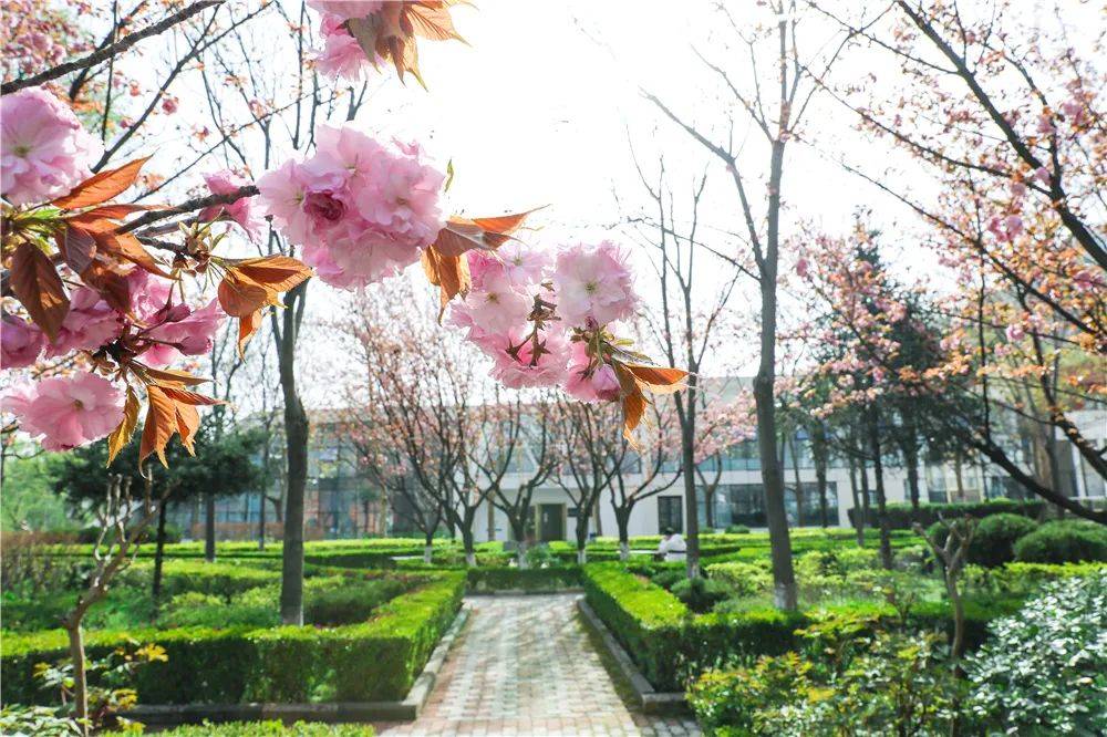 宿舍|西安翻译学院樱花盛开，春天限定浪漫之约
