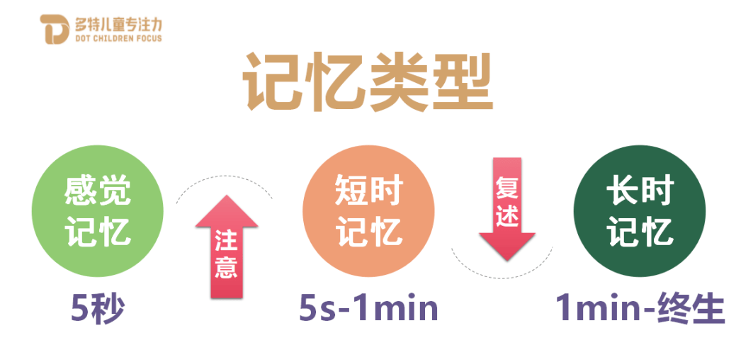 想要训练孩子的记忆力，感觉记忆、短时记忆、长时记忆的三个过程所需的