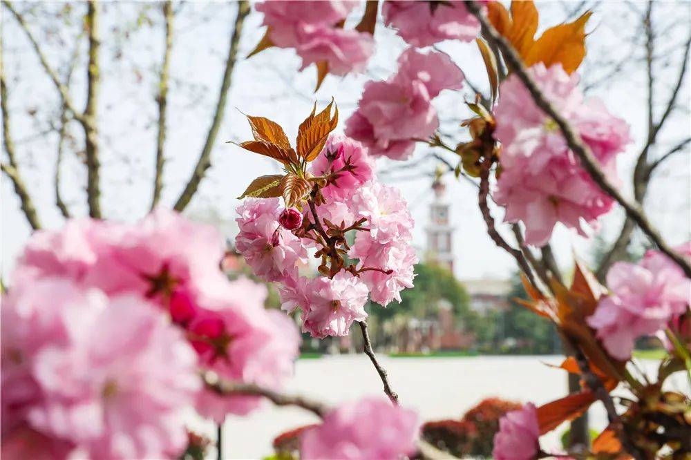 宿舍|西安翻译学院樱花盛开，春天限定浪漫之约