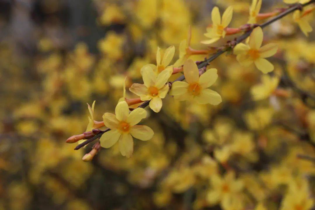 山茶花|春天。好一个花花世界！