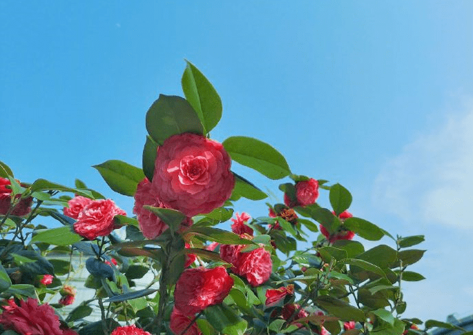 山茶花|春天。好一个花花世界！