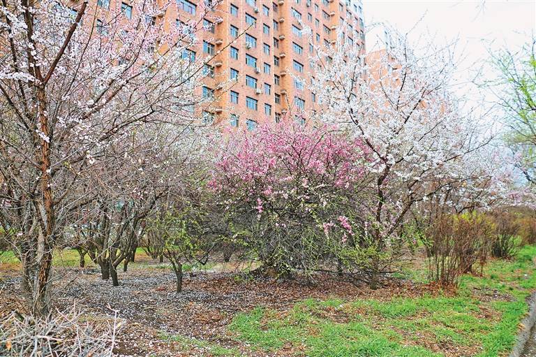 从这个春天开始山杏榆叶梅相迎七台河市树市花诞生记 绿化 景观 园林