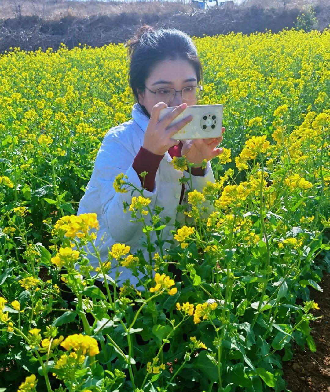 双泉镇油菜花图片