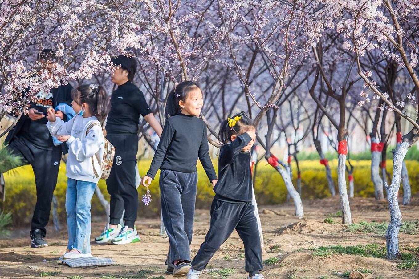 地图|石家庄赏花踏青地图出炉，处处都是桃源，这座小众公园你来过吗？