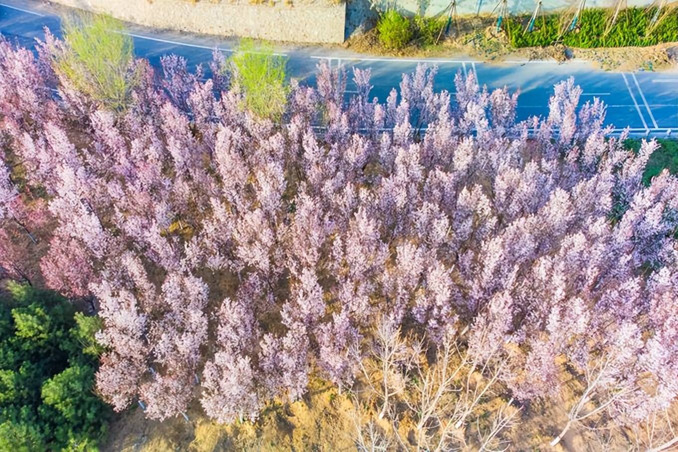 地图|石家庄赏花踏青地图出炉，处处都是桃源，这座小众公园你来过吗？