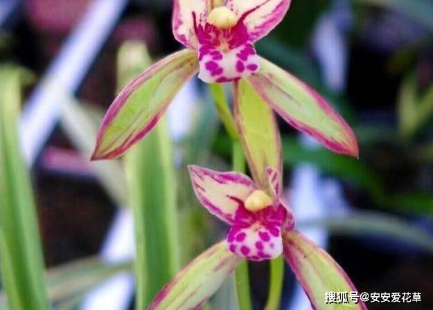 67喜欢养兰,就养双色王妃紫妖姬,宛如彩云飞天,缠绕情绵_兰花_花色