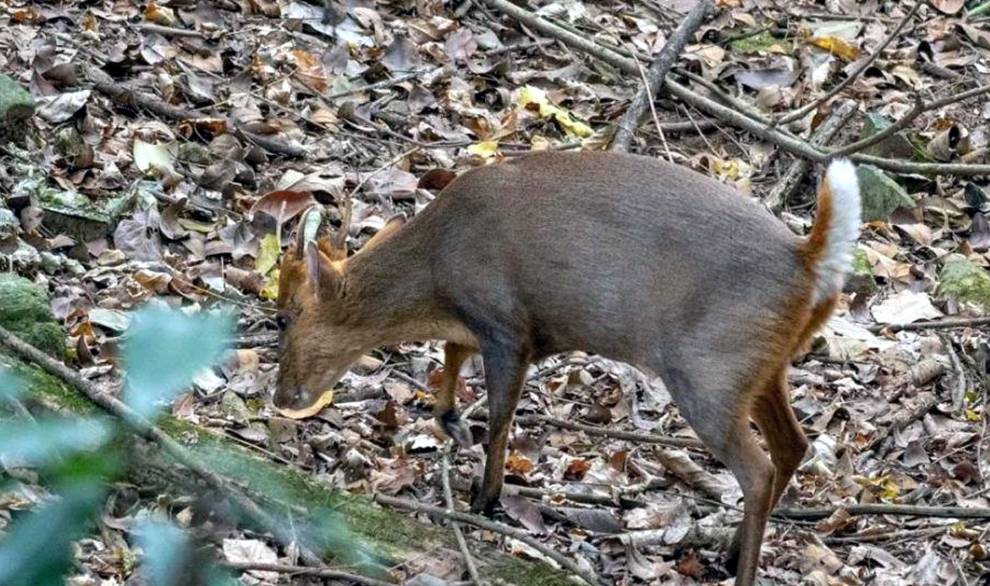 原创杭州临安发现一只黄猄一条腿被兽夹夹伤好心大妈救助后放生