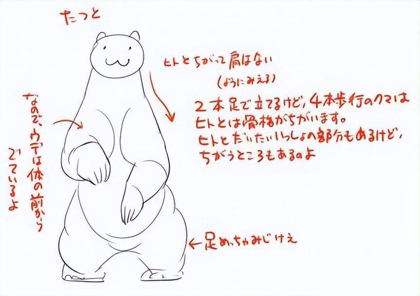 如何画真实的熊讲解北极熊和棕熊的画法区别