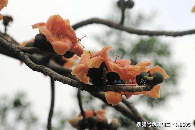 广州这文化广场有棵“罕见”木棉树，开“黄色”花儿，叹：颜值高