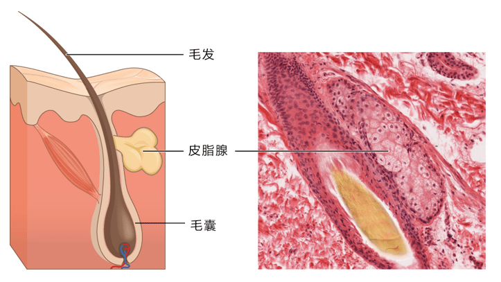 而分泌出来的皮脂经导管进入毛囊,再通过毛孔就会排到皮肤表面,它可是