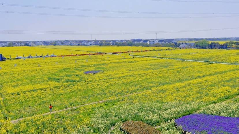 一方春色，苏州吴江同里北联村盛开的油菜花满目金黄