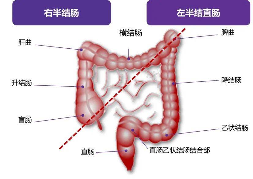 直肠的结构图解图片