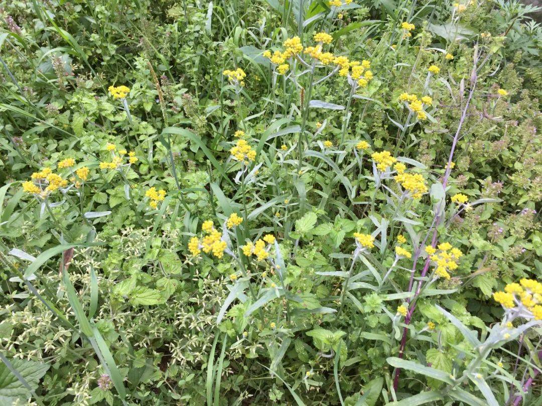 农村这种黄花野菜春季记得采摘食用超2千年做成青团是一绝