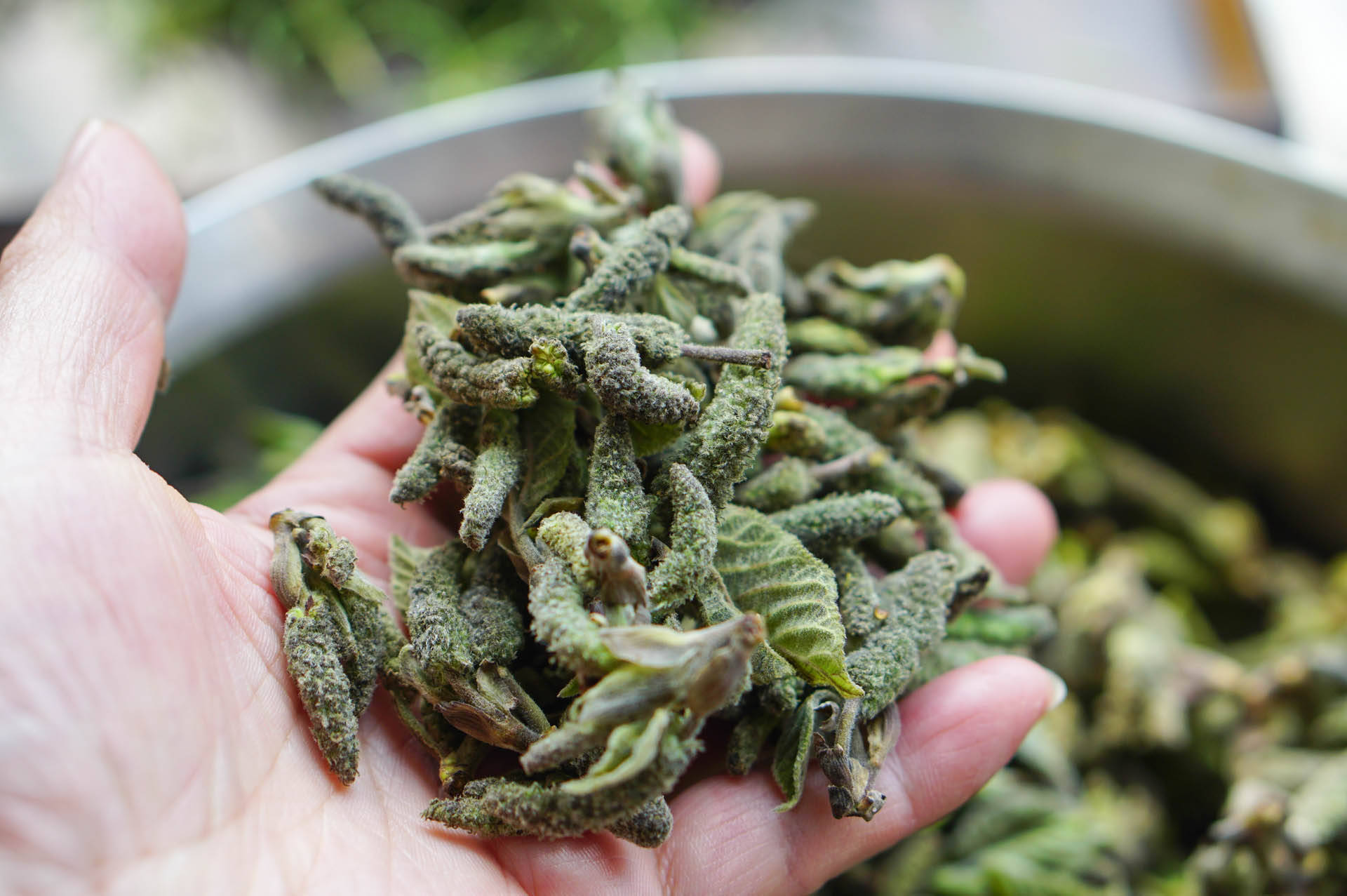 这种树上蔬菜清明前最好吃,不炒蛋不炒肉,加碗面粉做成美味_蒸锅_麦饭