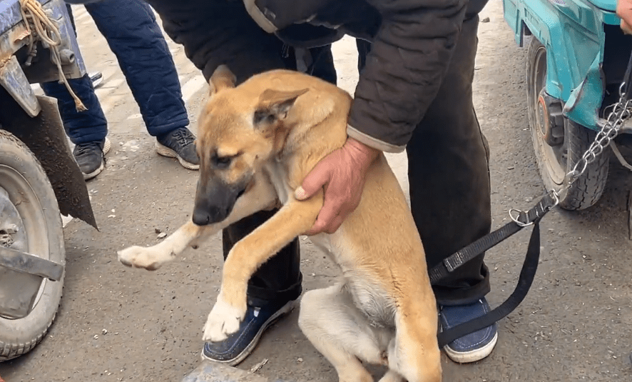 男孩路边卖狗却因错信狗贩200块将狗卖上狗肉车狗贩别哭不杀