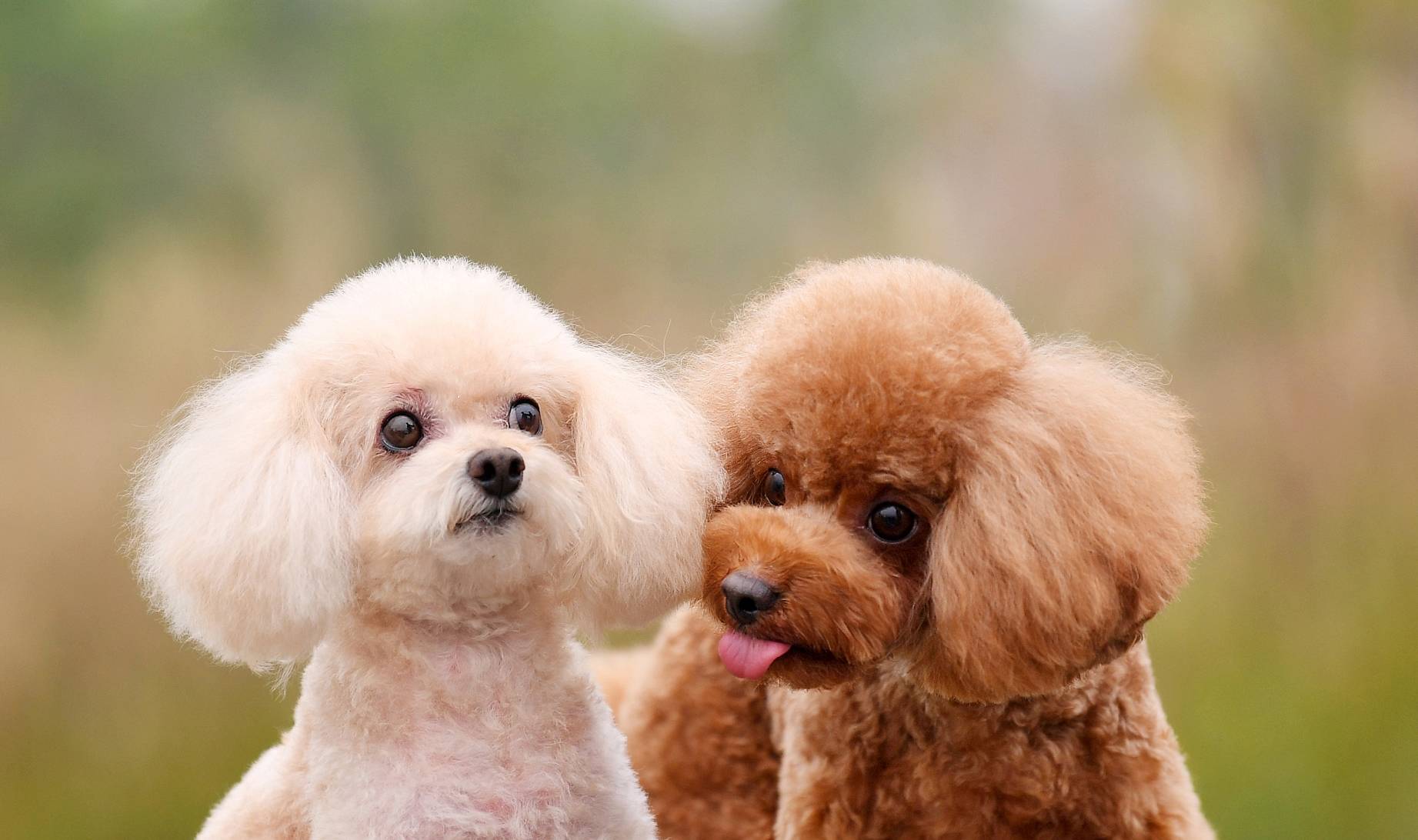 别再这样饲养泰迪了,会让它的身体坏掉的_omega-_驱虫_问题