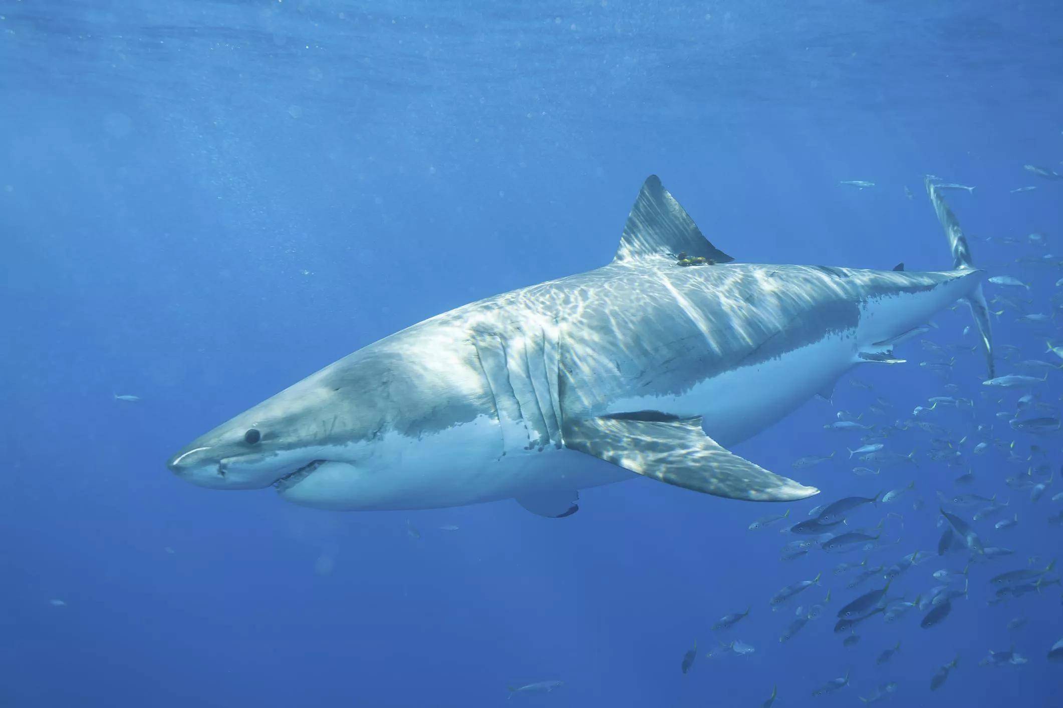 世界上最强的三大鲨鱼图片
