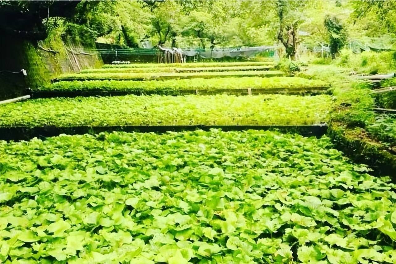 山葵种植前景图片