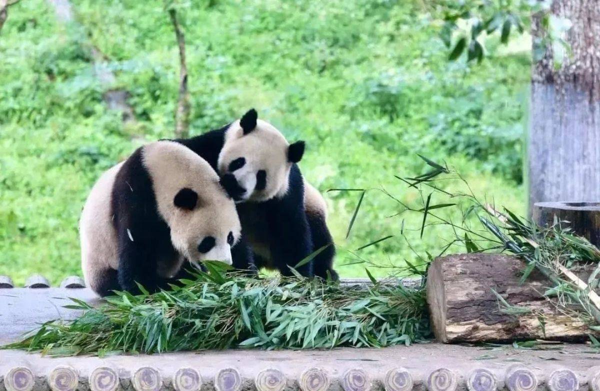 清明小長假欒川竹海野生動物園親子出遊好去處