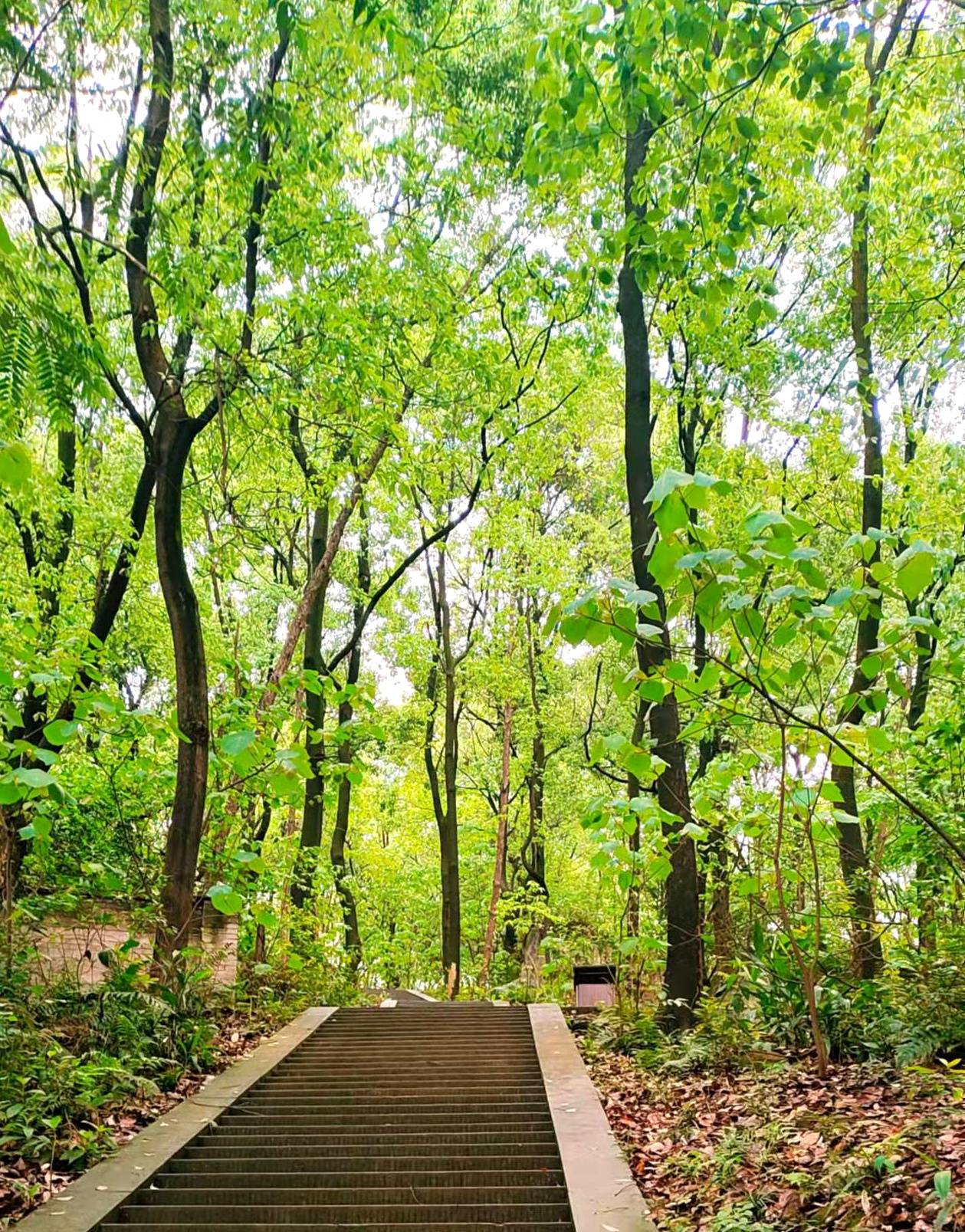 原创清明假期踏青好时节游宜宾翠屏山公园美翻了