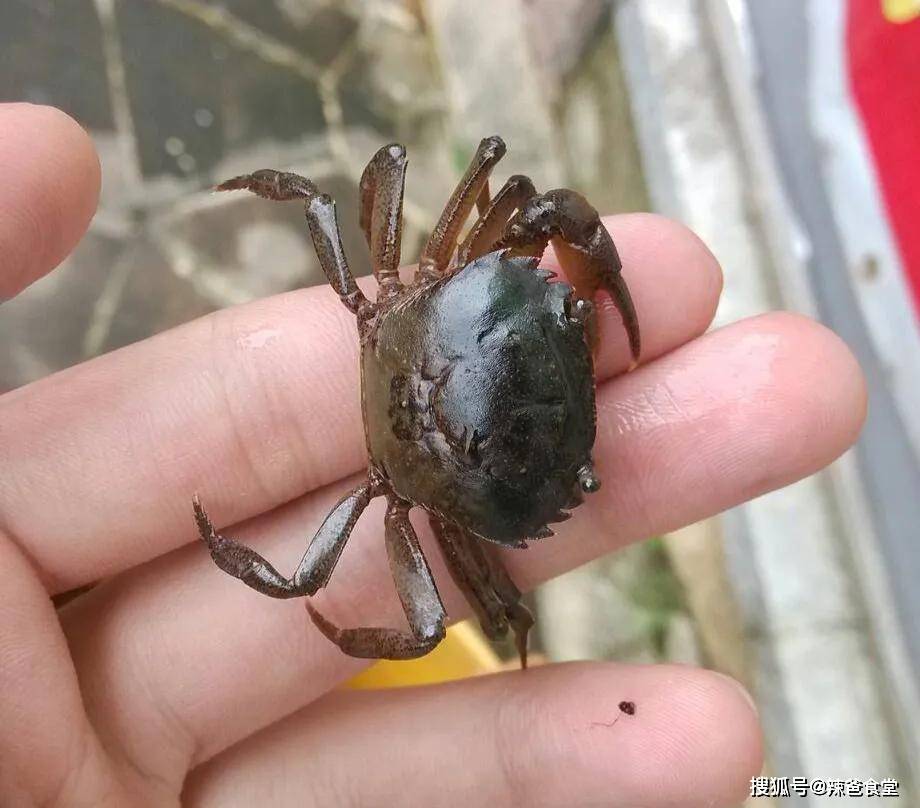 概括了两种小螃蟹,学名大眼蟹,和招潮蟹,这种小螃蟹长不大,属于小型蟹