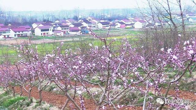 无限春光归故里,桃花岭上有佳期|阅读时光