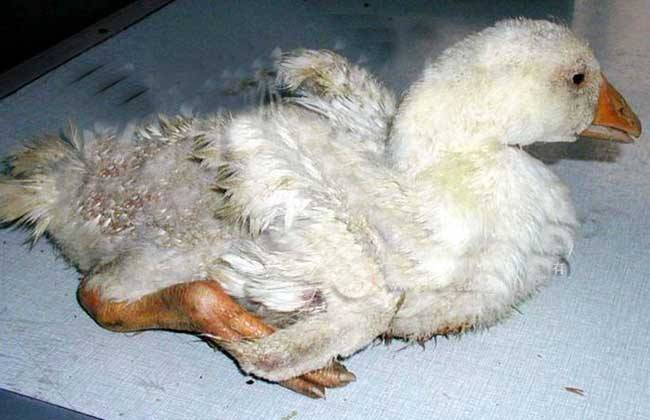 原创农村老人赶集买下一只病鹅几个月后鹅的举动让老人泪湿眼眶