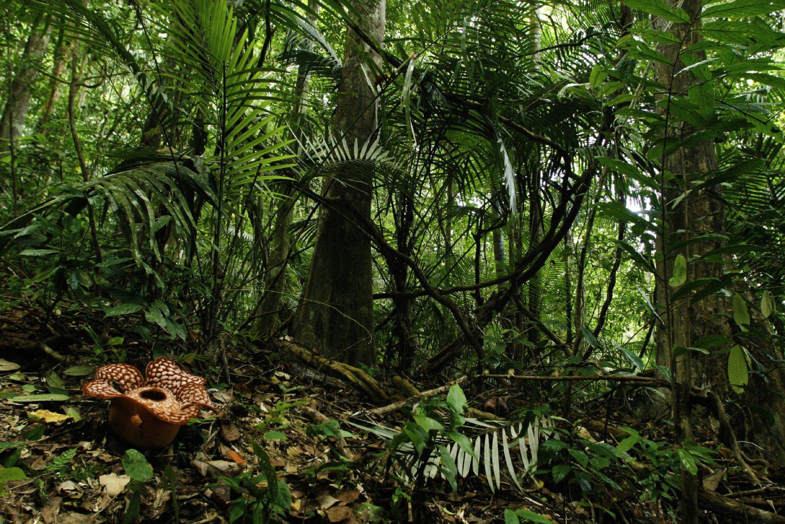 普通人活不过3小时的亚马逊雨林究竟多恐怖它的致命来自哪里