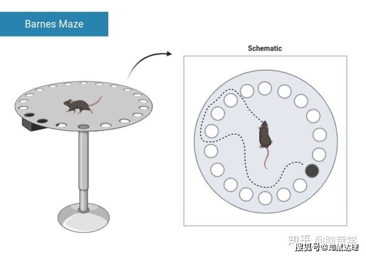 大小鼠学习记忆能力的迷宫实验方法2丨t迷宫八臂迷宫巴恩斯迷宫