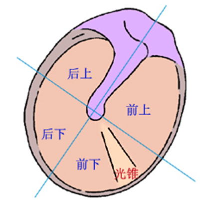 涪陵惠耳助聽器與您分享耳部解剖中耳