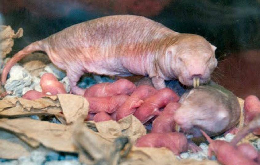 生孩子的动物们！全身带刺的豪猪上榜，袋獾一次性生30只幼崽