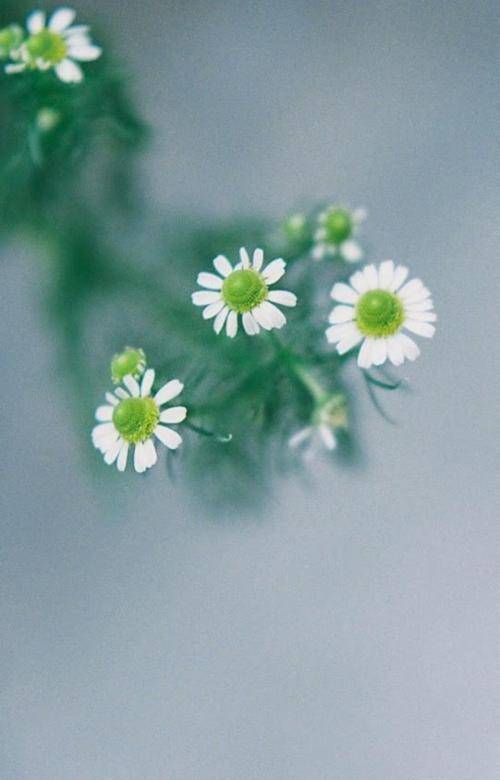 原创朋友圈干净有气质的文案句子简短唯美人气超高